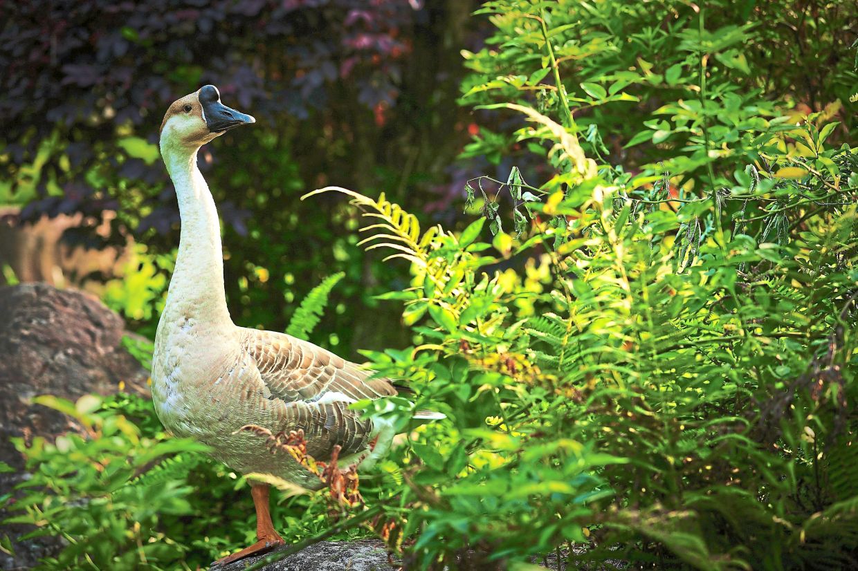 A Chinese goose standing among lush ferns, bathed in golden morning light at Tai-Yi Ecological Leisure Farm. Photos: YAP CHEE HONG/The Star