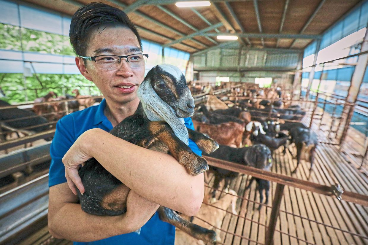 Huang Jiandi, in charge of FengYuan Goat Farm, cradling a young kid at the interactive farm. Photos: YAP CHEE HONG/The Star