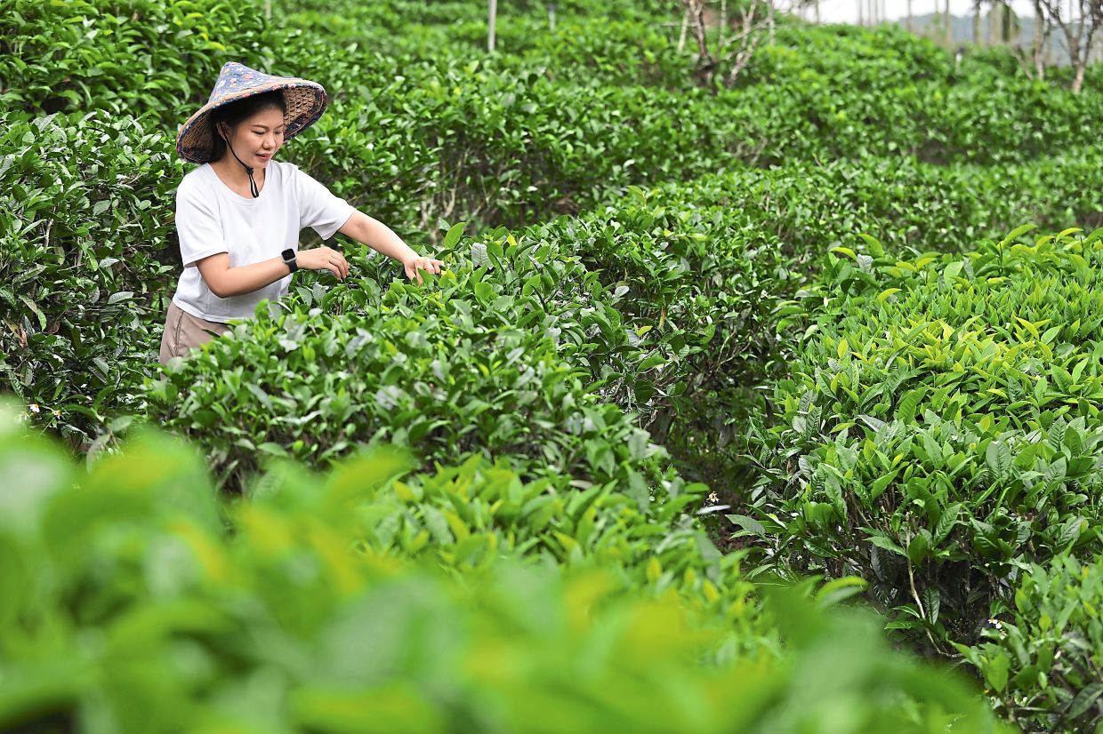 Take a look at these pictures of leisure farms in Taiwan: