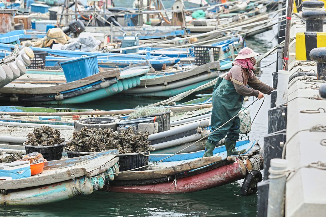 A fisherman tying his boat to the dock after harvesting oysters in Luzhugou. Photos: YAP CHEE HONG/The Star