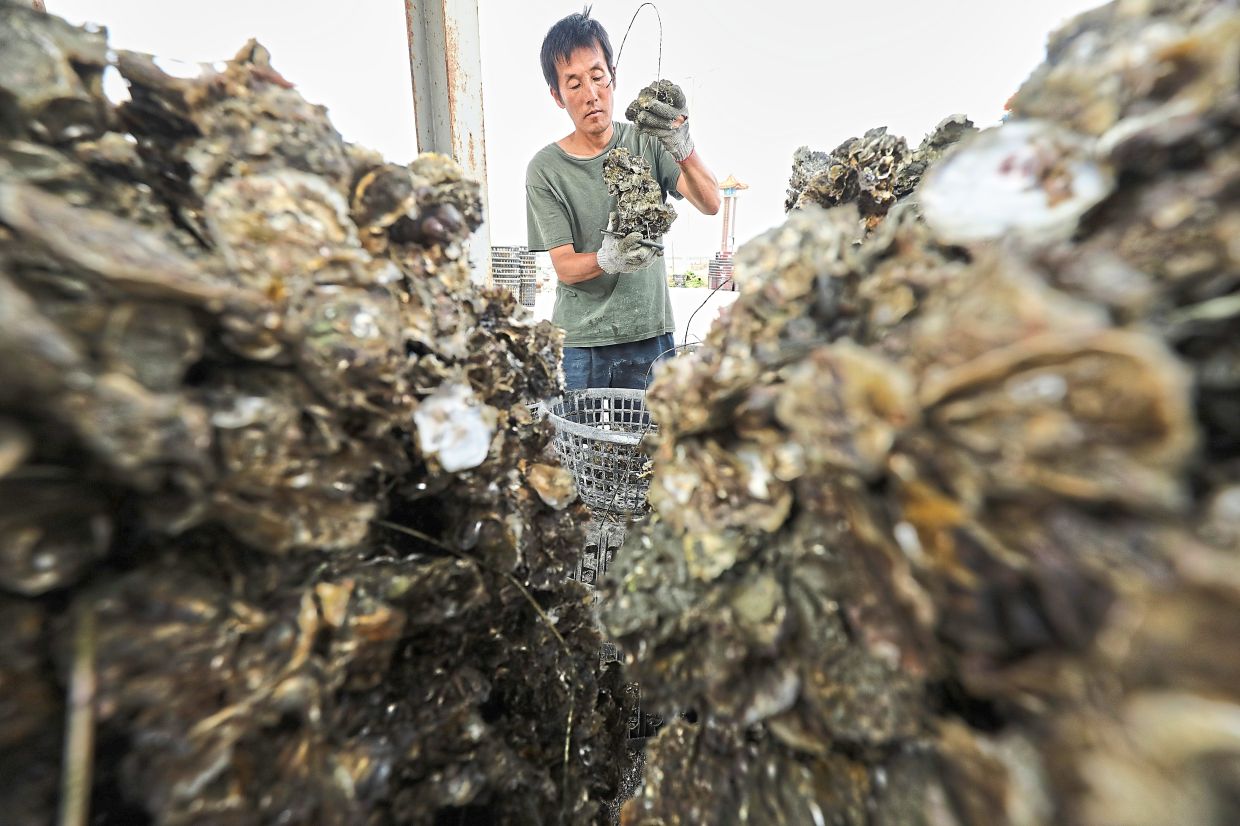 An oyster farmer checking harvested oysters at Luzhugou. Photos: YAP CHEE HONG/The Star