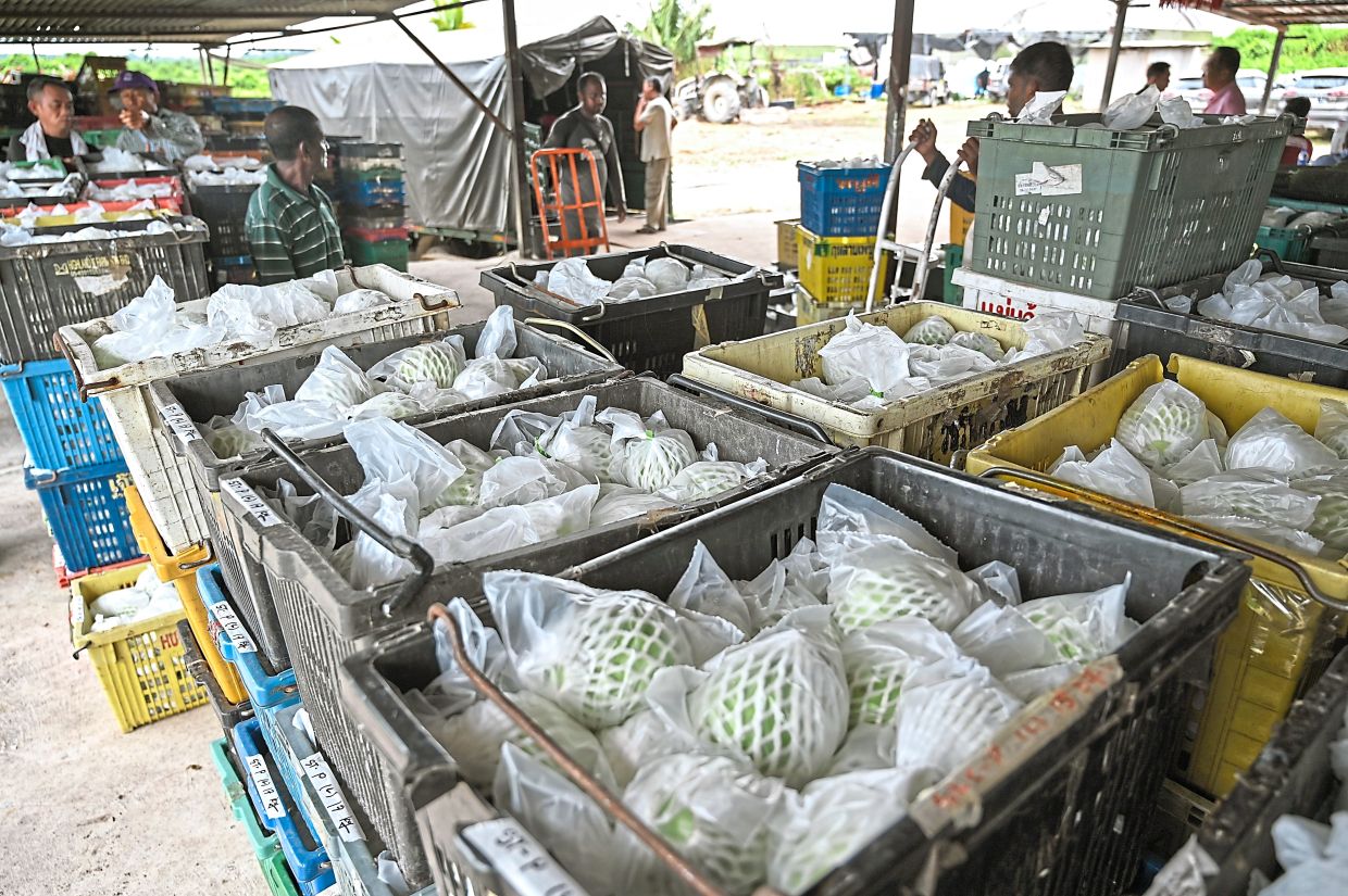 Guavas waiting to be delivered to hotels, supermarkets and wholesalers.