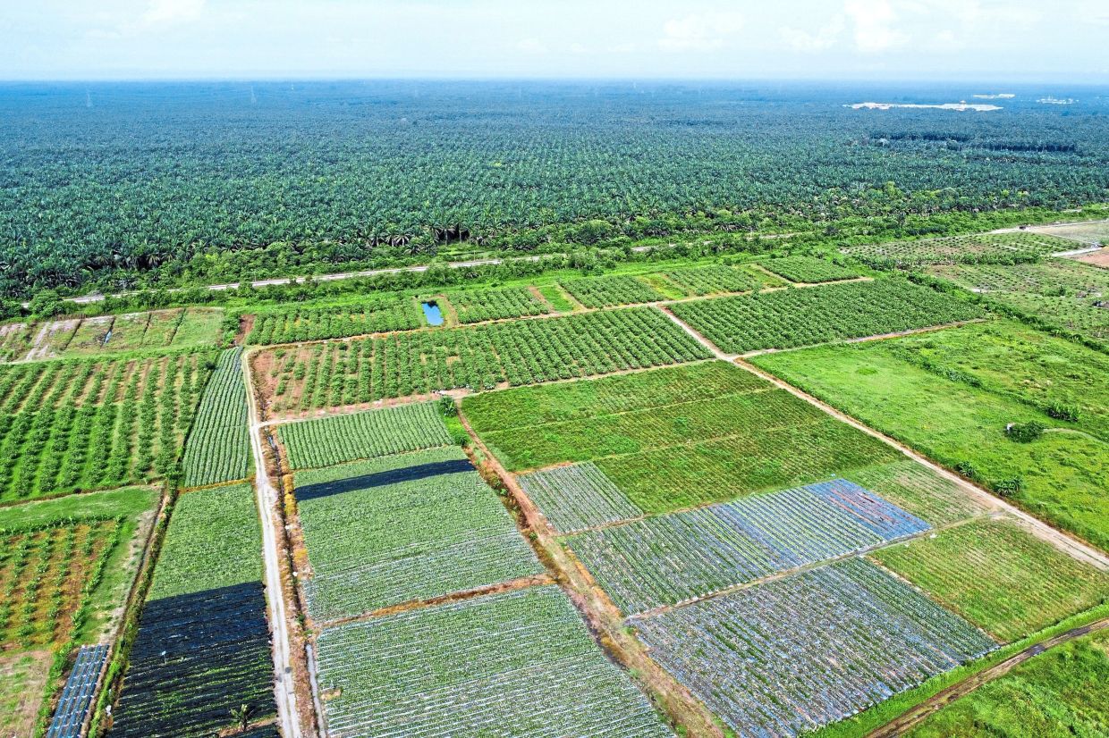 Aerial view of the guava and pineapple farm in Tapah.