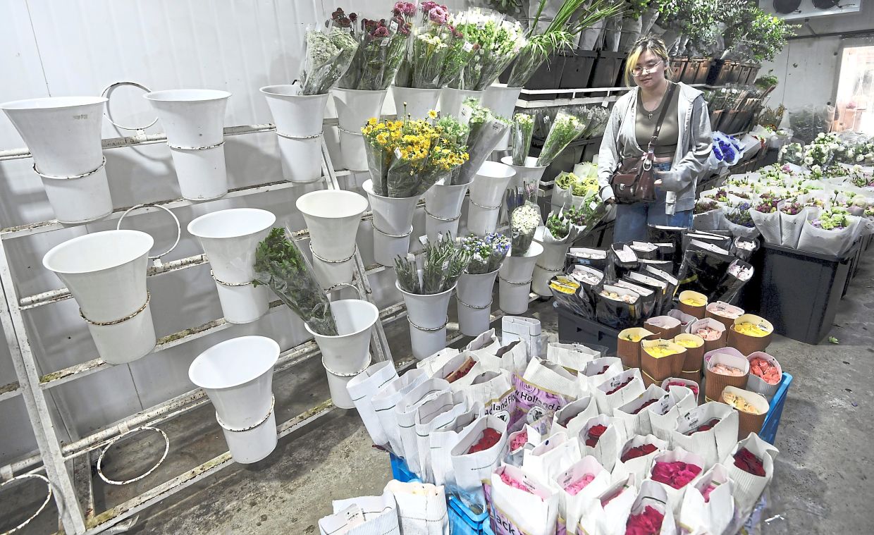 Blooming crisis: A woman choosing flowers at a florist in Petaling Street. Flower growers say the rainy weather has taken a toll on their crops, resulting in smaller, weaker blooms. — AZHAR MAHFOF/The Star