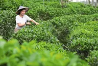 Lens on Taiwan’s leisure farms