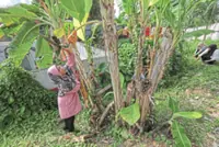 Price hikes push community, home gardening initiatives