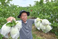 Tasting guavas’ sweet success