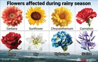 Season not so rosy for bloom trade