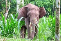 Dead elephant discovered in Sabah forest reserve with head hacked off