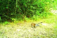 Leopard population found in Myanmar wildlife sanctuary