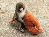 Japanese zoo may ban photography near viral monkey Punch’s enclosure