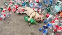 French bulldog in China known for collecting plastic bottles faces threats from animal abusers