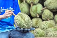 Durian standards tightened to boost competitiveness