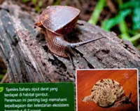 Two new species found in Sarawak forest reserves