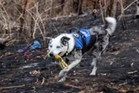 Help wanted: Australian conservation group seeks new koala rescue dog to replace Bear