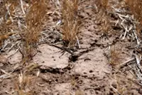 'Am I out?' Drought and rising costs from Iran war deepen pain for US farmers