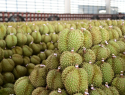Attapeu region in Laos approves use of 528 hectares for durian plantation