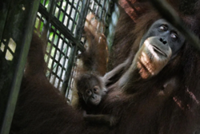 Meet Ayaan, first orang utan conceived by artificial insemination, delivered via C-section in Singapore