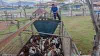 Goatcha: DVS stops illegal livestock transport