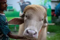 Commander-in-beef: Bangladesh's 'Donald Trump' buffalo wins fans