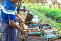 Myanmar's beekeeping industry boosts agriculture, honey production