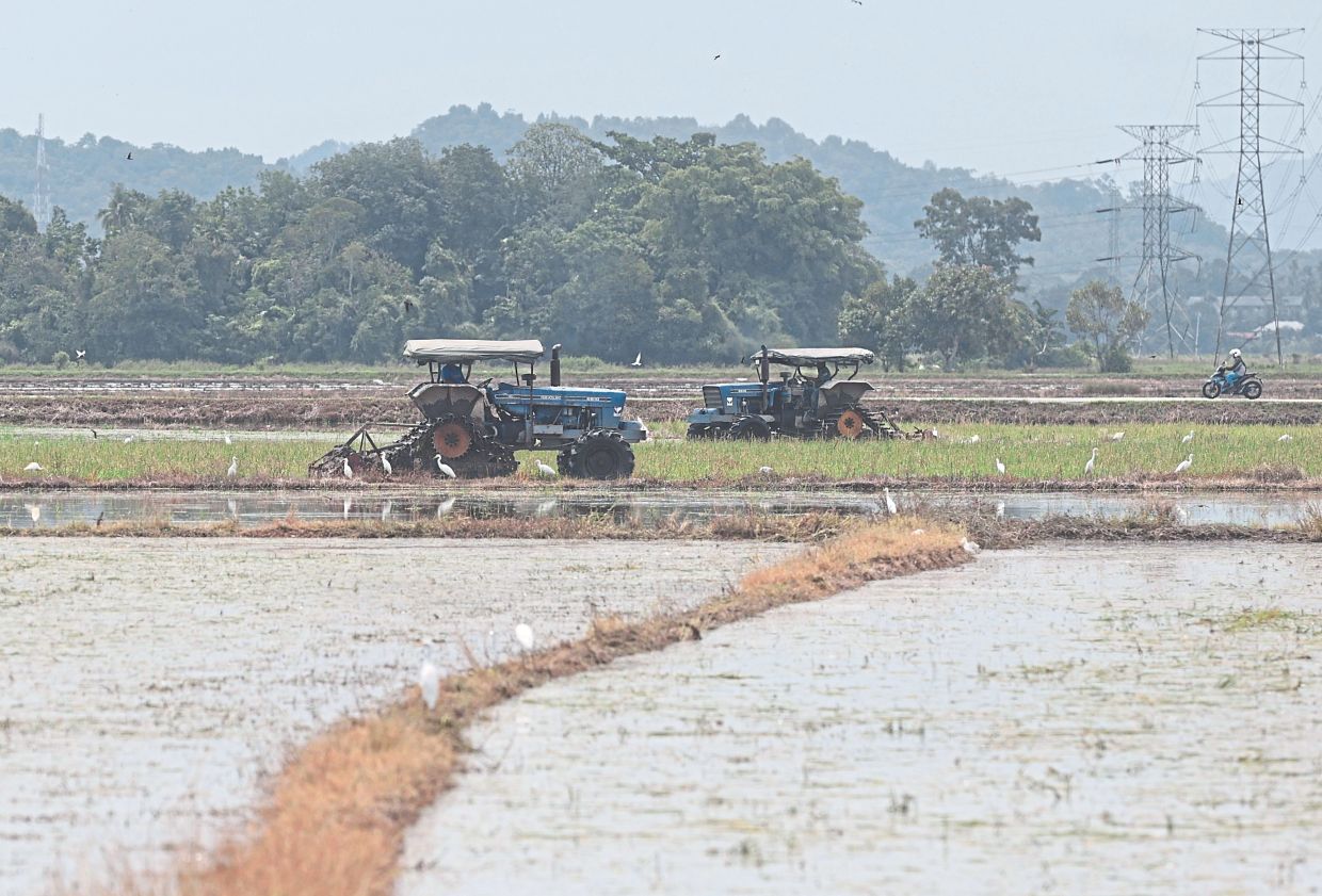 Farmers remain cautious about resuming planting, however, fearing that harvesting during the monsoon season could affect yields and grain quality.