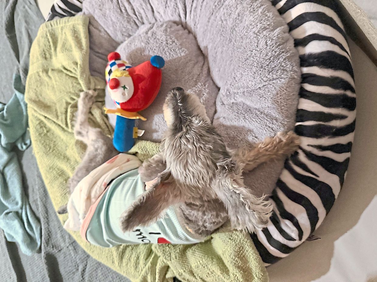 Tim in his happy, safe and loving new home.
