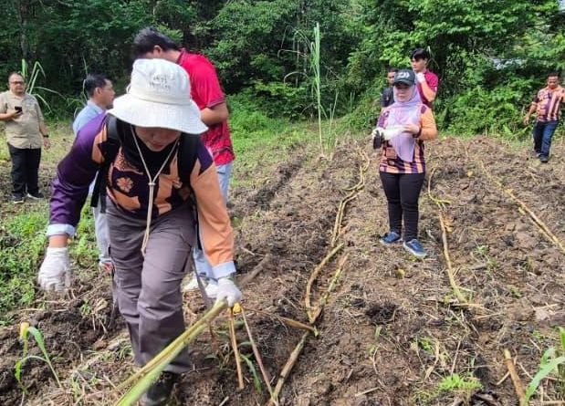 Grazing grassland plan aims to reduce human-elephant conflict in Lahad ...