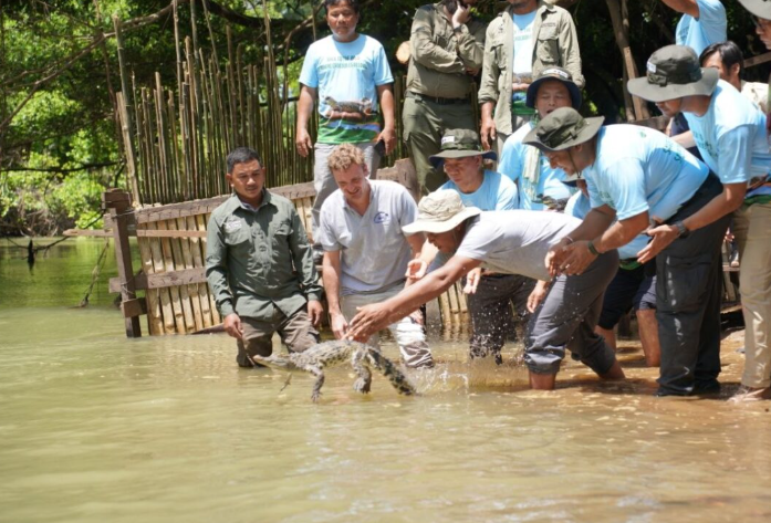 Ten Siamese crocodiles being released into Mondulkiri province’s Srepok River on May 22. - The Phnom Penh Post/ANN