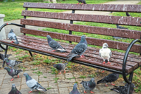 Bird droppings hazardous to health, damage infrastructure