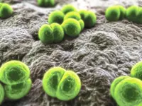Friendly microbes in our airways