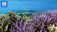 Scientists find coral refuge in Western Australia showing rare heat resilience