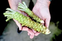 Sustainable sushi: US farm grows rare wasabi plants