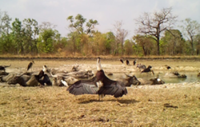 Bird is the word: Cambodia's Lomphat Wildlife Sanctuary now home to 308 species