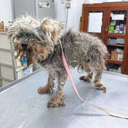 Dog Talk: Abandoned and tossed over a gate, a blind dog finds a safe haven