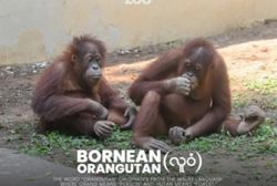 Rare Bornean orangutans from Thailand arrive at Yangon Zoo