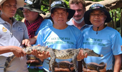 Cambodia releases rare crocodiles into Srepok River to support species recovery