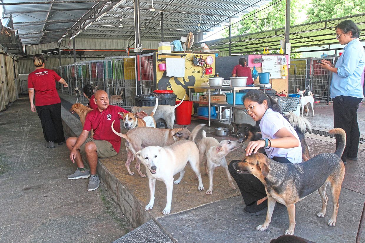 The dog sanctuary, planned for Paya Terubong, will house strays deemed too aggressive to be released.