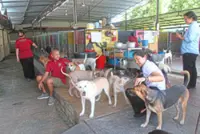 Refuge for strays soon in new Penang sanctuaries