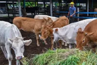 More than 27,000 cattle imported to meet Aidiladha demand
