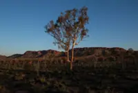 Climate change threatens global plant species as habitats shrink