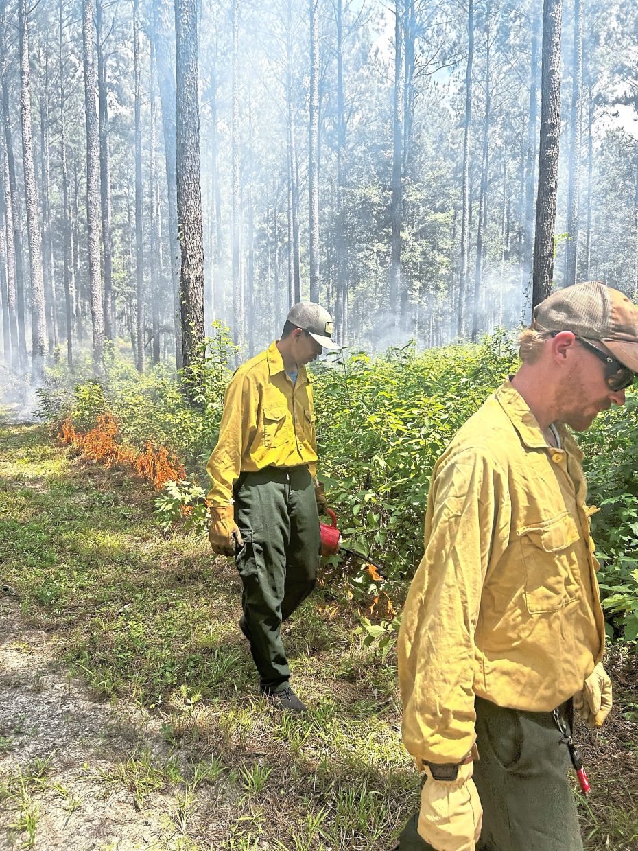 Research team members observing prescribed fire operations at Tall Timbers Research Station. Thetechnique works there because mineral soil limits how far fire can go. That physical condition does not apply to Malaysian peatland. — Tall Timbers Research Station