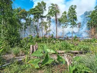Ecowatch: You cannot burn peatland. Ever