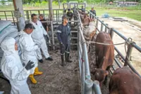 Over 27,000 cattle imported to meet Aidiladha demand