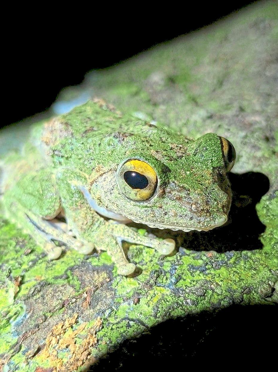 A fringed tree frog spotted during the frog survey, highlighting amphibian presence at the site