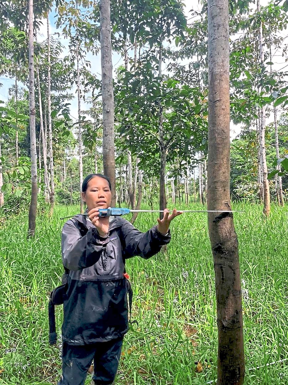 Maz measuring tree DBH (diameter at breast height) at one of the Regrow Borneo sites. DBH measurements are essential for calculating tree biomass and carbon content.