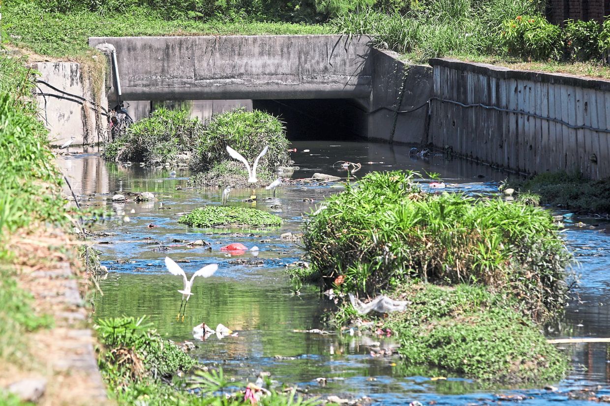 Wetland islands along Sungai Way in Petaling Jaya have helped create a habitat for fish, storks and dragonflies in the concrete-channelled river. By CY LEEchenyoong@thestar.com.myPhotos: LEONG WAI YEE and ART CHEN/The Star