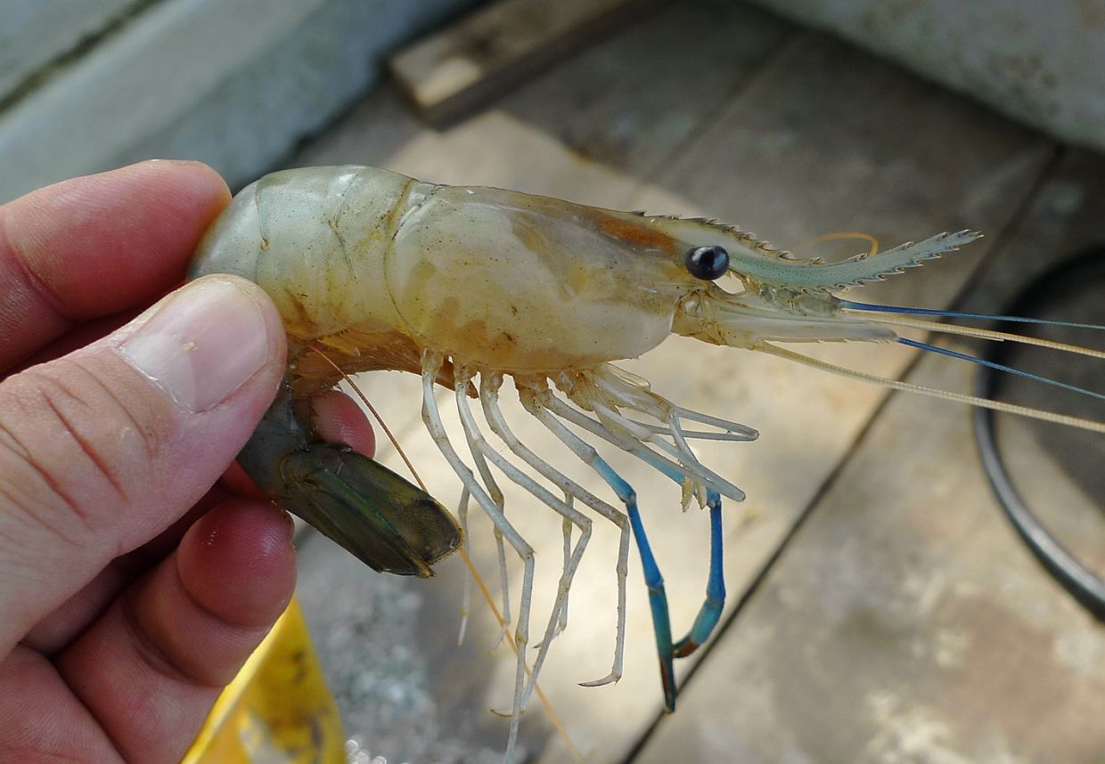 The initiative, which is part of a Fish Seed Release Programme, focuses on species that are native to the rivers and already part of the existing ecosystem.