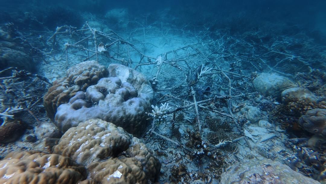 Sabah govt hunting fish bombers at Pulau Selakan reef restoration site