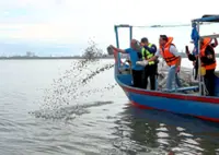 Fin-tastic fish restocking efforts
